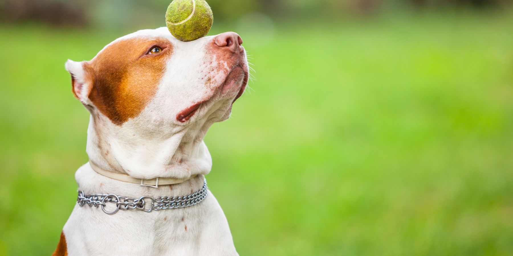The Ultimate Guide to Ball Launchers for Energetic Dogs